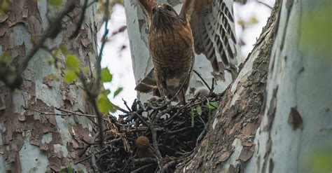 Hawk in Nest on Tree · Free Stock Photo