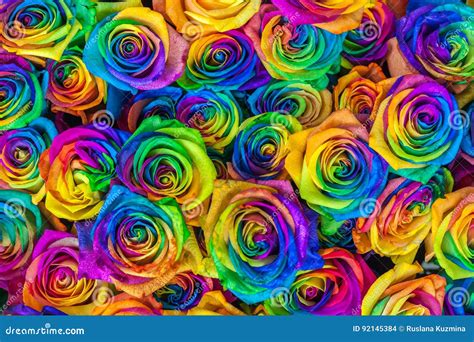 Rainbow Rose Wallpapers