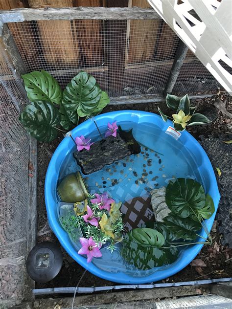 first DIY kiddie pool turtle pond! : r/turtle