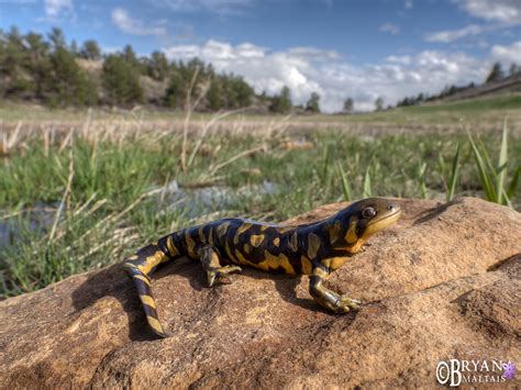 Tiger Salamander Habitat