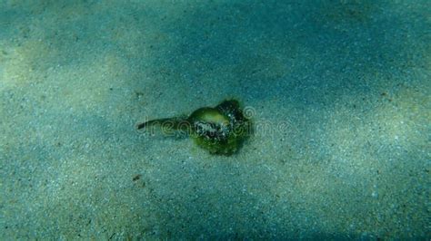 Sea Snail Purple Dye Murex or Dye Murex Bolinus Brandaris on Sea Bottom, Aegean Sea Stock Image ...