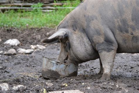 Pig Free Stock Photo - Public Domain Pictures