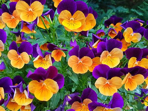 14 Pretty & Unusual Pansy Varieties