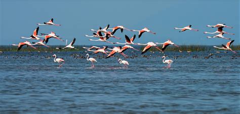 Chilika Lake: Odisha – CrackitToday Affairs