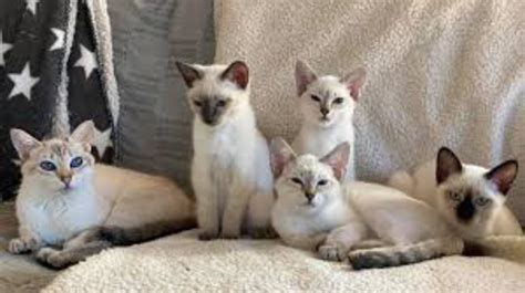 Thai Cat Breed Information, Images, Characteristics, Health