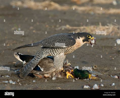 Hunting Peregrine Falcon Stock Photo: 64813790 - Alamy