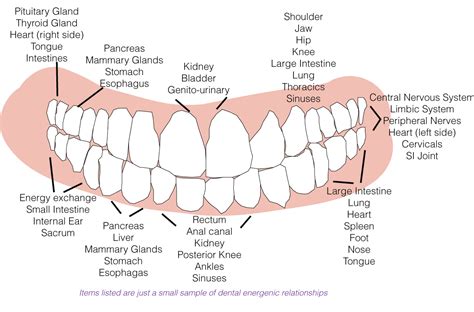 [DIAGRAM] Labeled Diagram Of Teeth For Kids - MYDIAGRAM.ONLINE