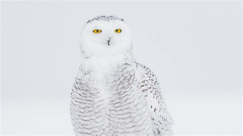 Fundraiser by Drew Weber : Project SNOWstorm - Snowy Owl migration research