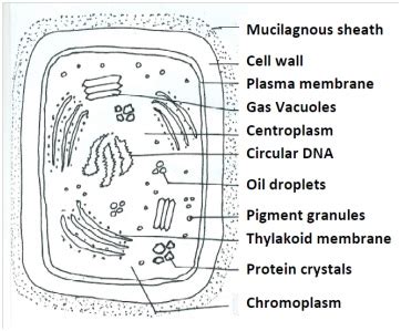 cyanobacteria - Study Solutions