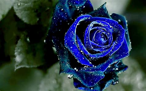 Blue Rose Wallpaper - Wallpaper, High Definition, High Quality, Widescreen