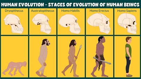 Human Evolution Timeline For Kids