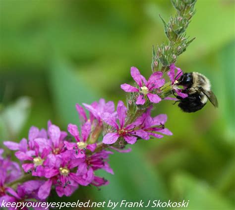 Susquehanna Wetlands insects (1 of 18) - Keep Your Eyes Peeled