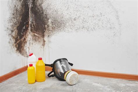 Mold Cleaning Services Near Me