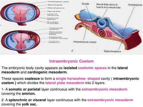 PPT - Mesodermal derivatives PowerPoint Presentation, free download ...