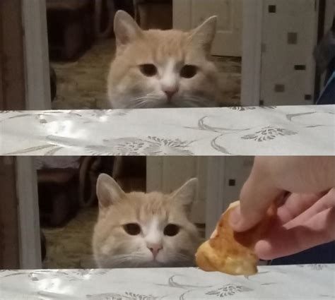 Meme template out of my cat : r/memes