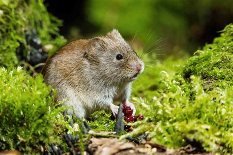 Voles vs. Moles: How to Identify Them (and Get Rid of Them)