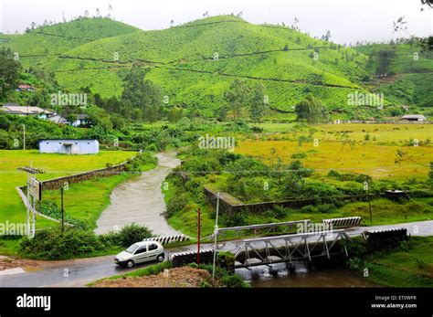 Tea gardens in munnar hill station ; Kerala ; India Stock Photo - Alamy