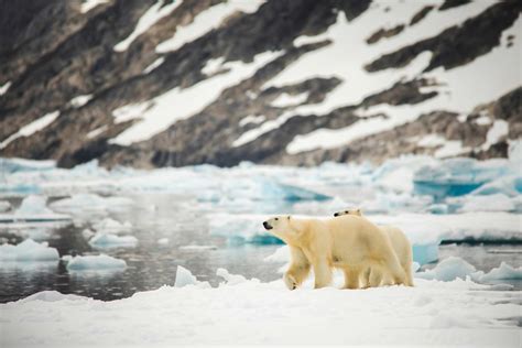 FAQs - Greenland's Polar Bear Sightseeing - [Visit Greenland]