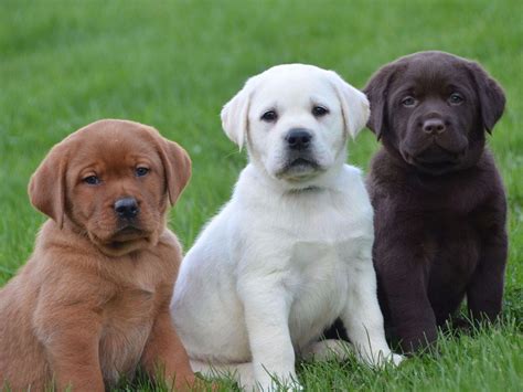 English Lab Puppy "Family Loved Labs" - Labrador Retriever Puppies For Sale