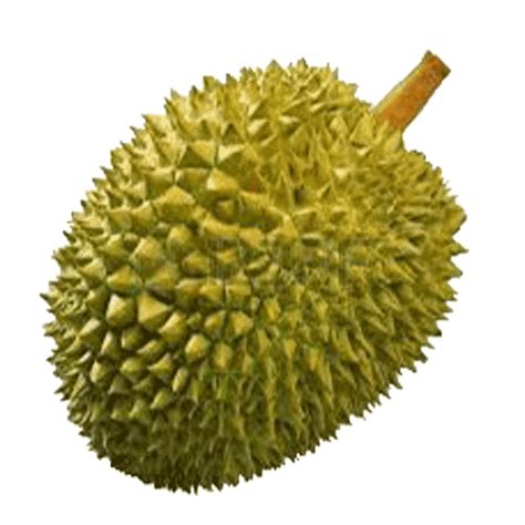 Durian transparent PNG - StickPNG