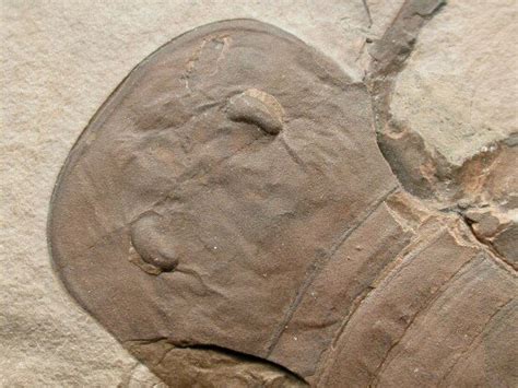 Eurypterid