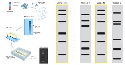 DNA Fingerprinting- Principle, Methods, Applications | Dna ...