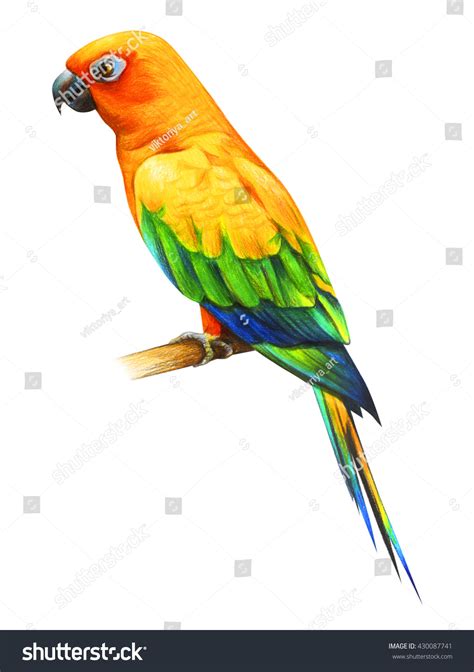 Colorful Parrots Drawings