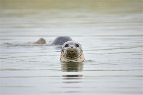 Harbor Seal Pupping Season is Here: Where to See Baby Seals & More - Kayak Connection