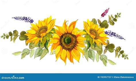 Watercolor Sunflower. Vector Illustration | CartoonDealer.com #78575798