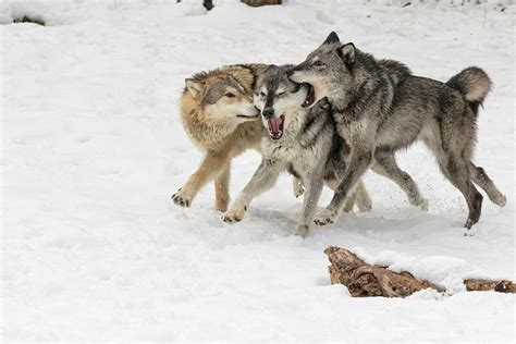 Gray Wolf Pack Behavior In Winter Photograph by Adam Jones - Fine Art ...