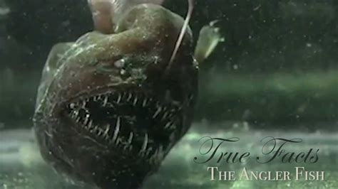 True Facts About The Angler Fish - YouTube