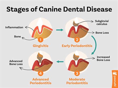 Dog Tooth Decay Stages And Dental Disease: How To Save Your Dog - PawSafe