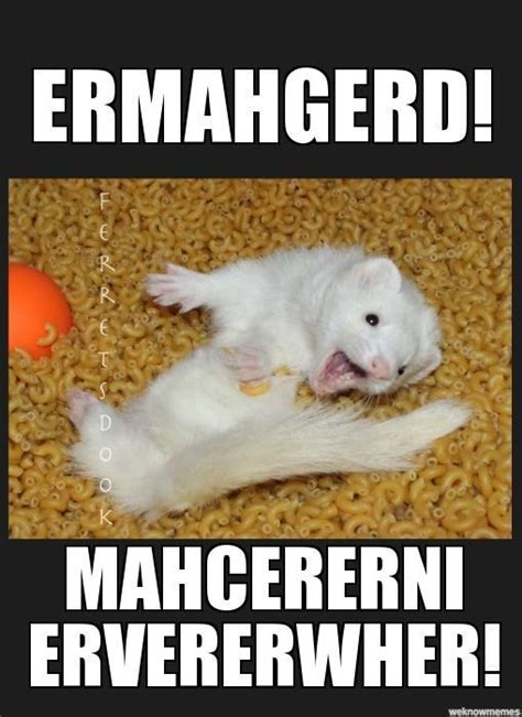 15 Hilarious and Adorable Ferret Memes | Cute ferrets, Funny ferrets ...