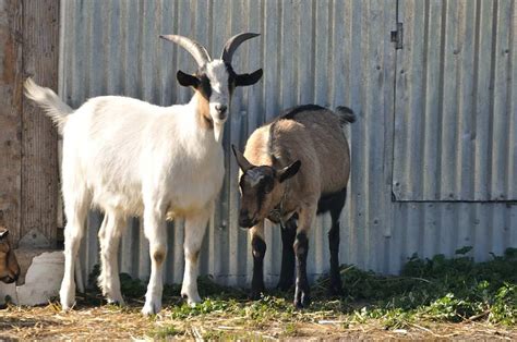 Goat Breeds Information: Alpine Goats – My Backyard Goats