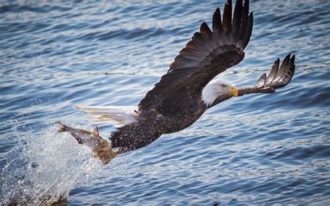 Free photo: Bald Eagle Hunting - Animal, Bald, Bird - Free Download - Jooinn