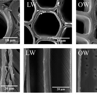 The ultrastructure of CW, LW, and OW tracheids of T. Zhongshanshan. | Download Scientific Diagram