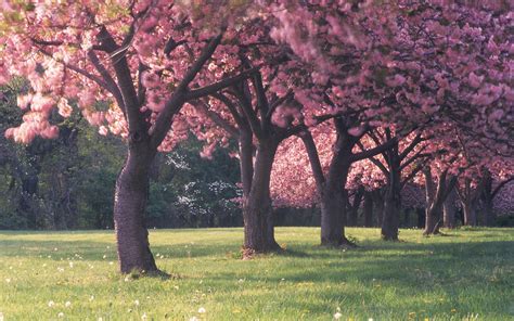 cherry, Blossom, Trees