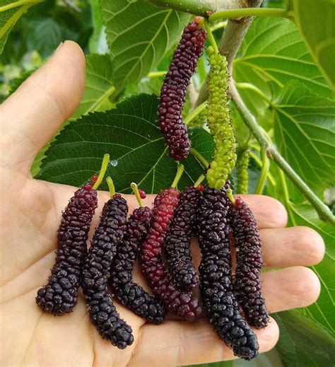 Dwarf Everbearing Mulberry Plant Morus Nigra Sweet Fruit 4 Pot | ubicaciondepersonas.cdmx.gob.mx