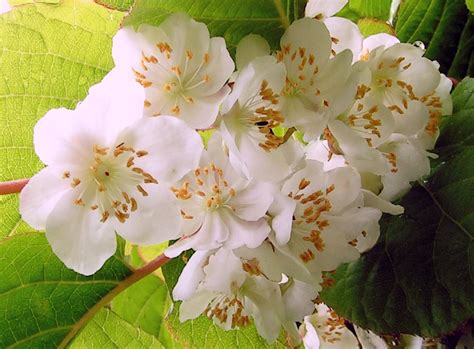 Actinidia kolomikta (Artic Kiwi, Kiwi, Kolomikta Vine) | North Carolina Extension Gardener Plant ...