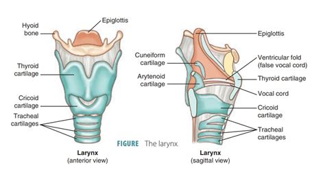 Larynx Structure And Function