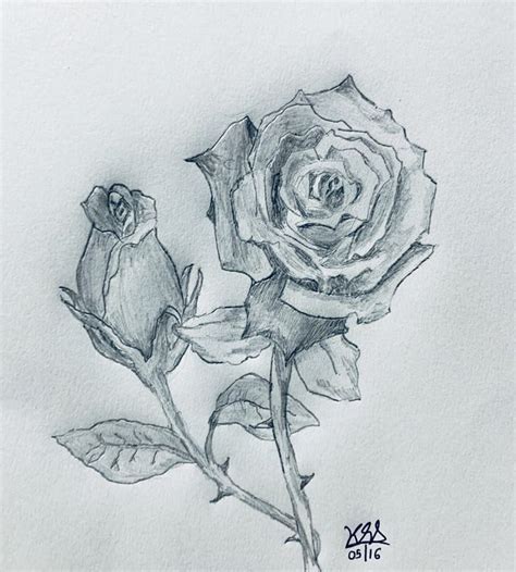 Roses Drawings In Pencil