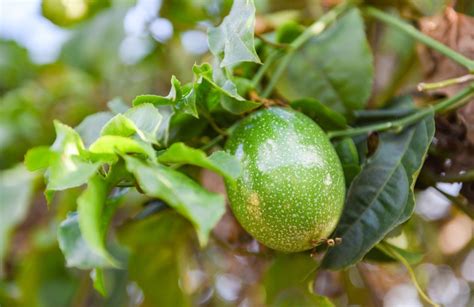 Passion Fruit Plant Care: Irrigation and Fertilization of Passion Fruit - Wikifarmer