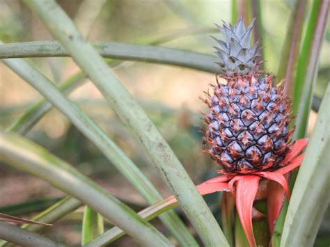 Guide to Harvesting, Planting, and Growing Pineapples - Plants Spark Joy