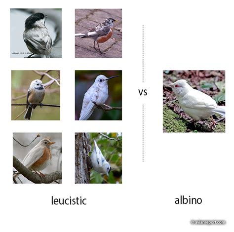 How rare are leucistic and albino birds? - Avian Report