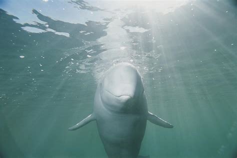 Underwater Portrait Of A Beluga Whale Photograph by Brian J. Skerry