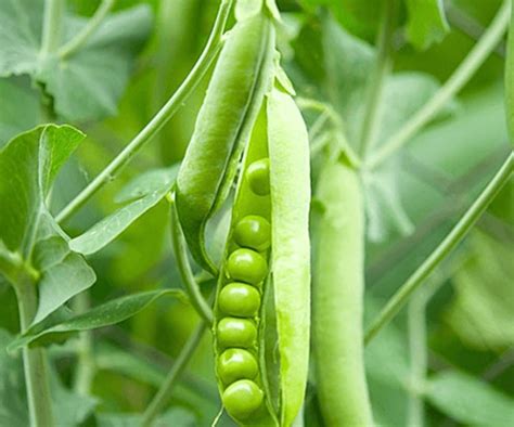 Growing Bush Beans: Everything You Need to Know!