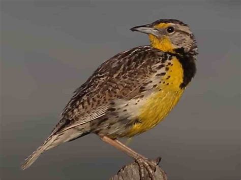 Kansas State Bird Western Meadowlark, State bird of 6 States