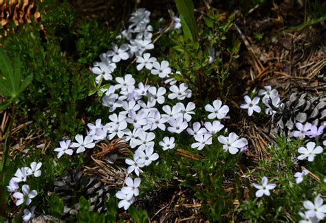 Alpine (and Arctic) Tundra Plant Adaptations – Biogeography Teaching and Research Lab