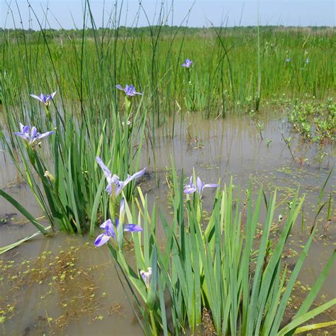 Wetland and aquatic landscape types and benefits — Green Star Wetland Plant Farm