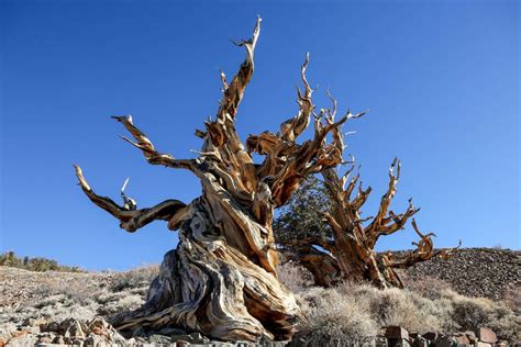 Methuselah Tree Facts